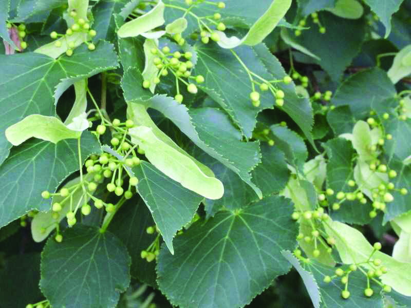 Tilia americana ‘Redmond’